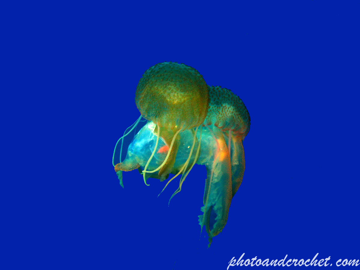 Jellyfish - Image