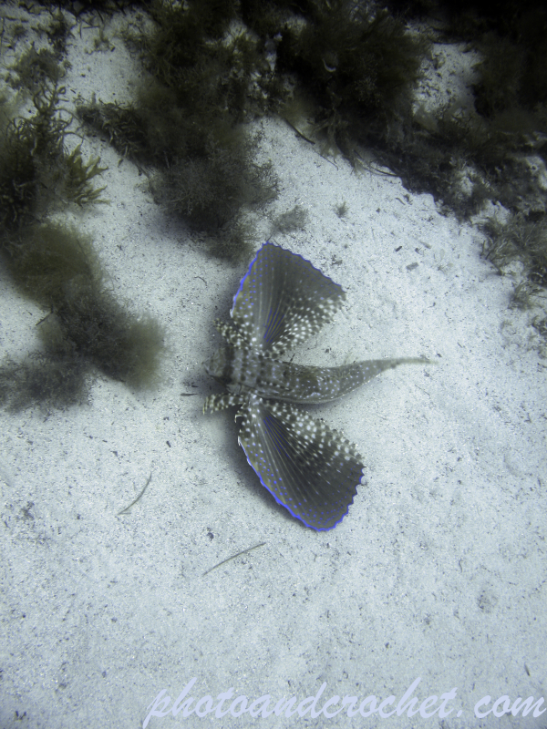 Flying Gurnard - Image