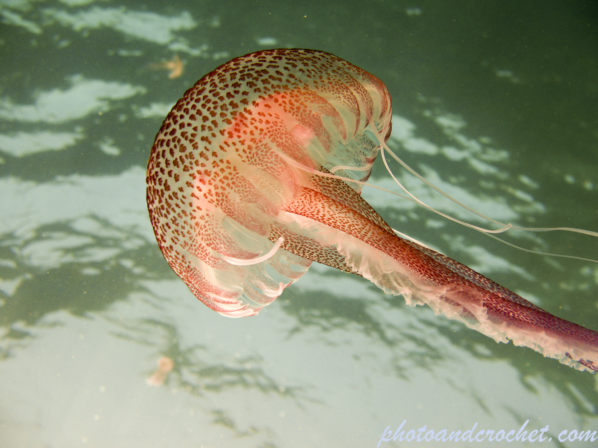 Cnidaria, Luminous Jellyfish - Image