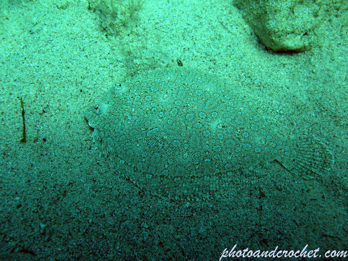 Wide-eyed flounder - Image