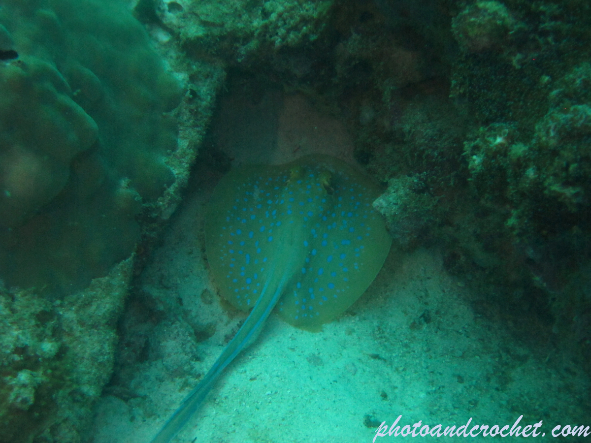 Bluespotted Fantail Ray - Image