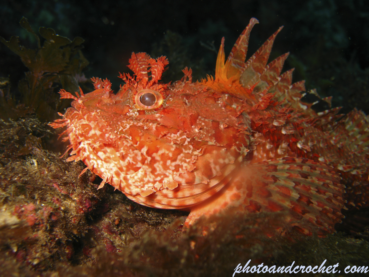 Scorpionfish - Image