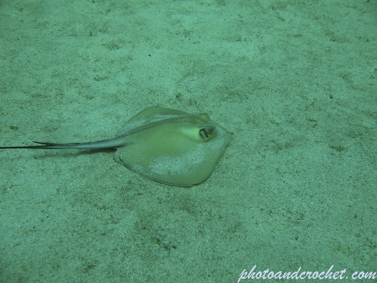 Stingray - Image