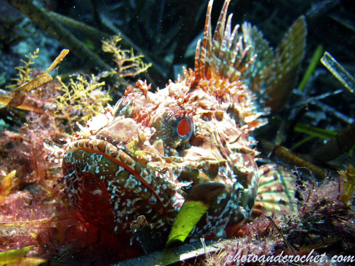 Scorpionfish - Image