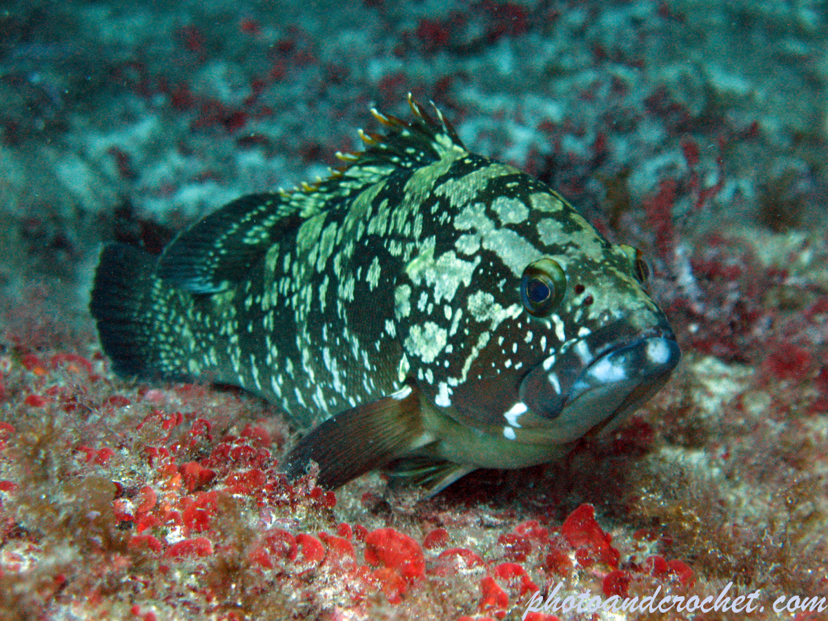 Grouper - Image