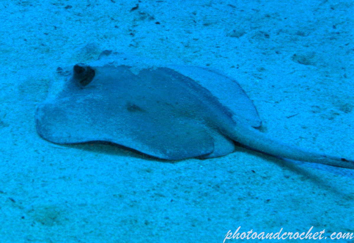 Stingray - Image