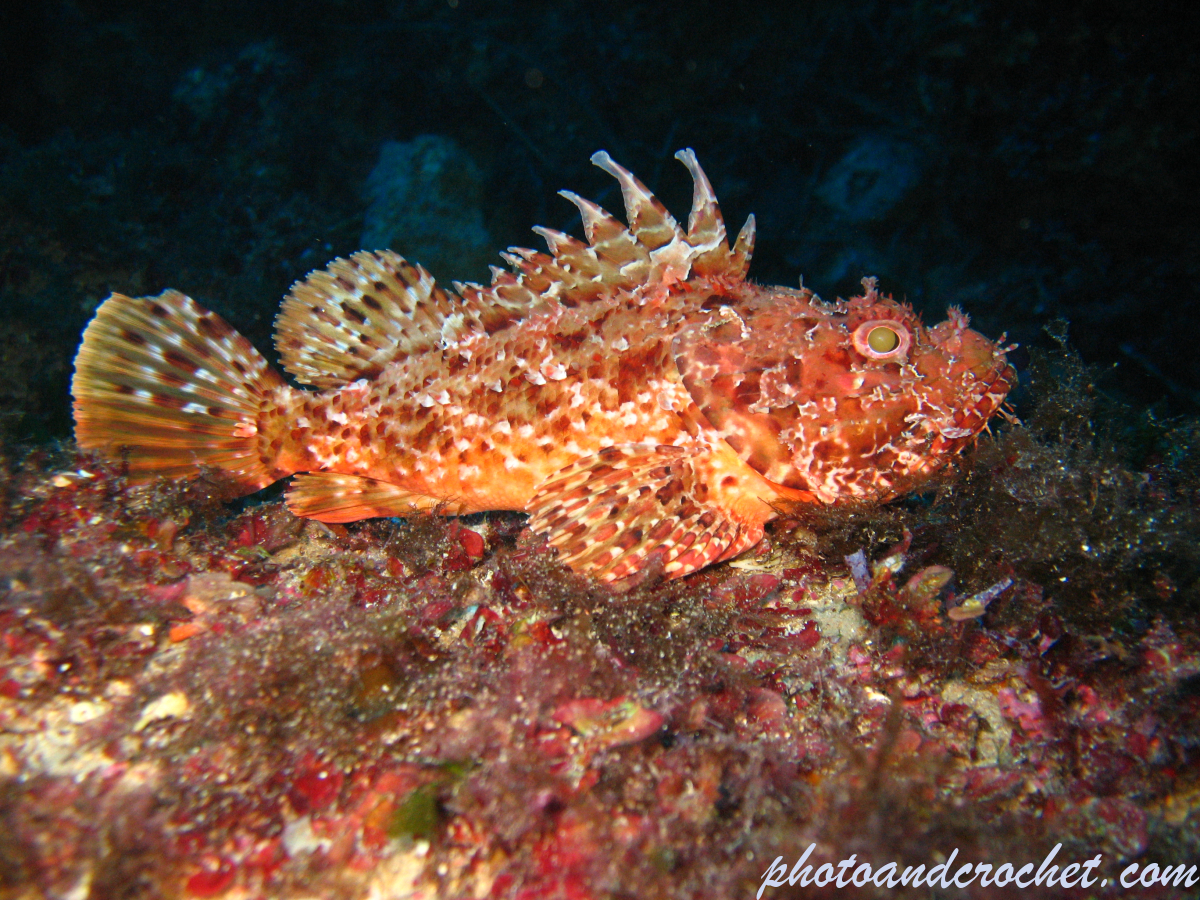 Scorpionfish - Image