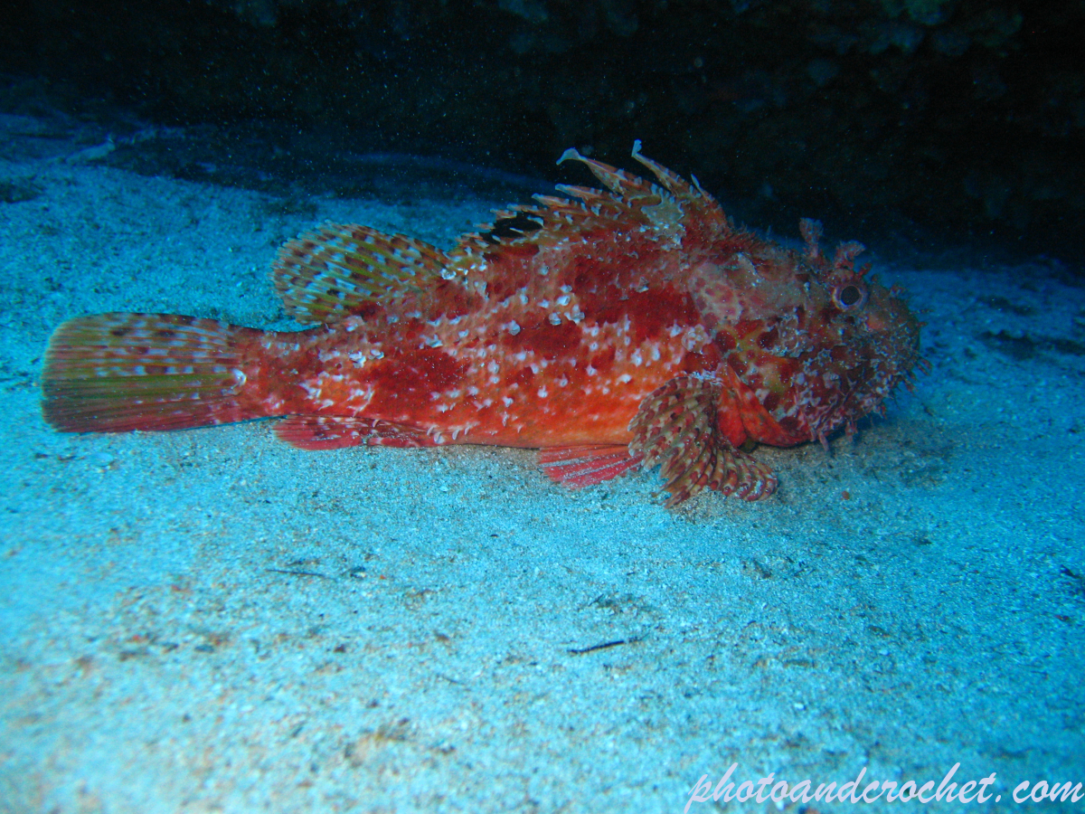 Scorpionfish - Image