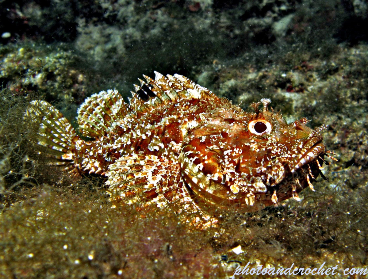 Scorpionfish - Image