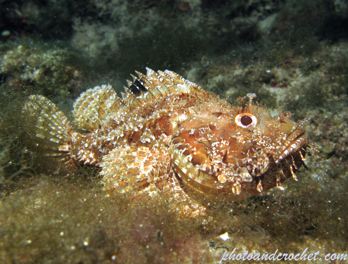 Scorpionfish - Image