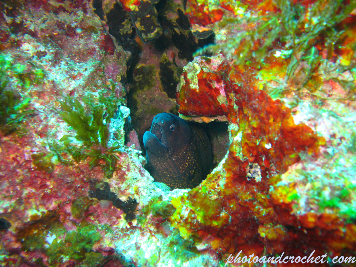 Moray Eel - image