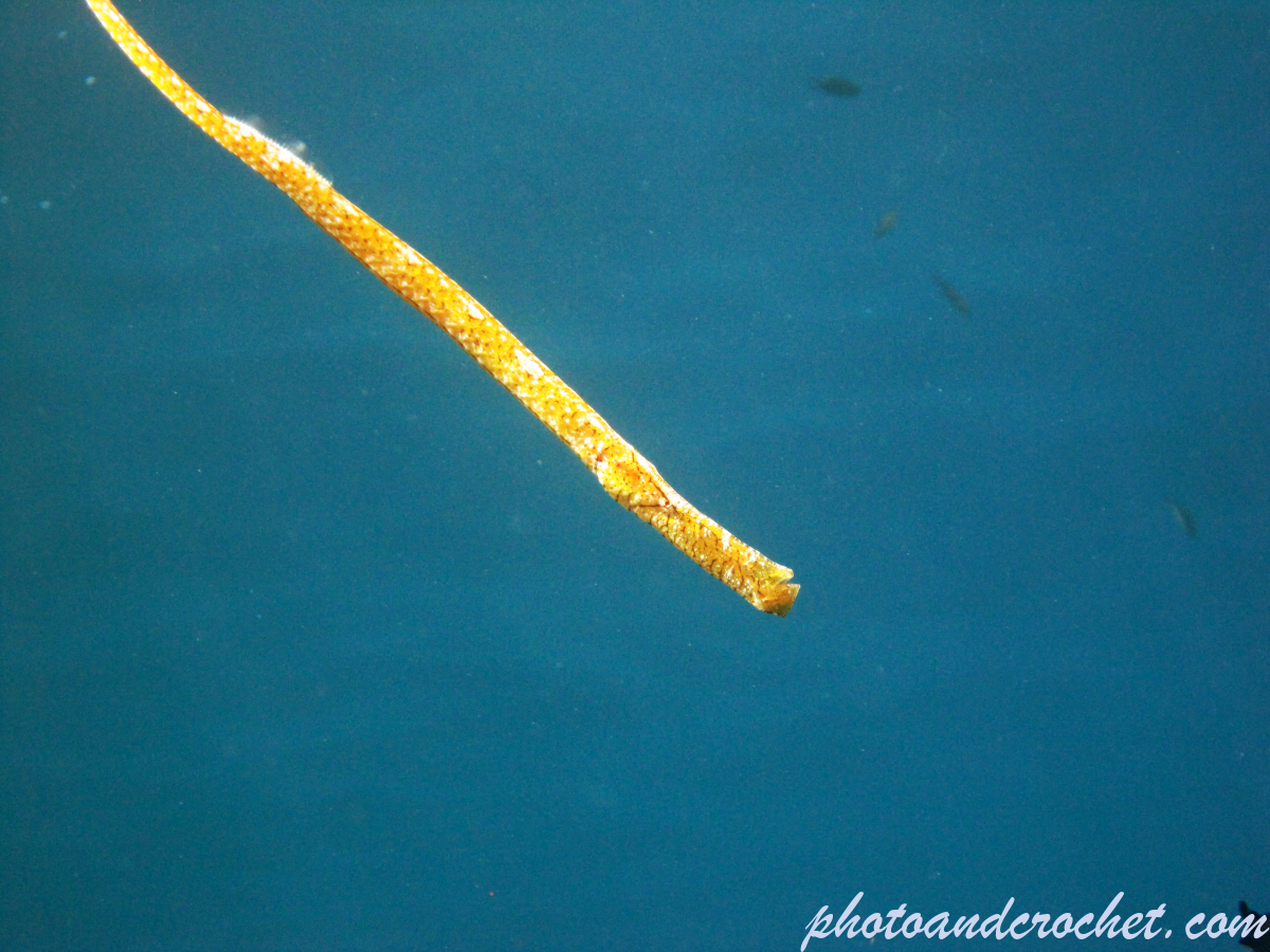 Horse pipe-fish - Image