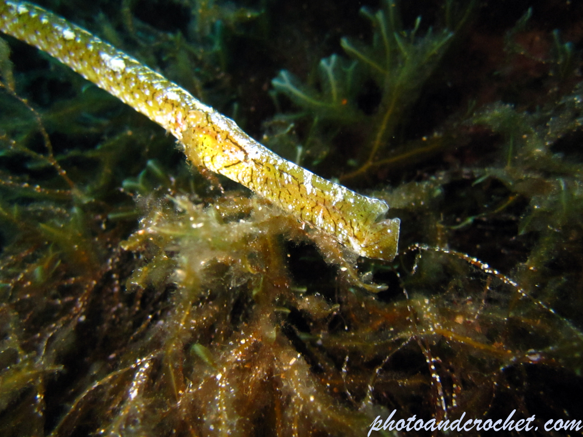 Horse pipe-fish - Image