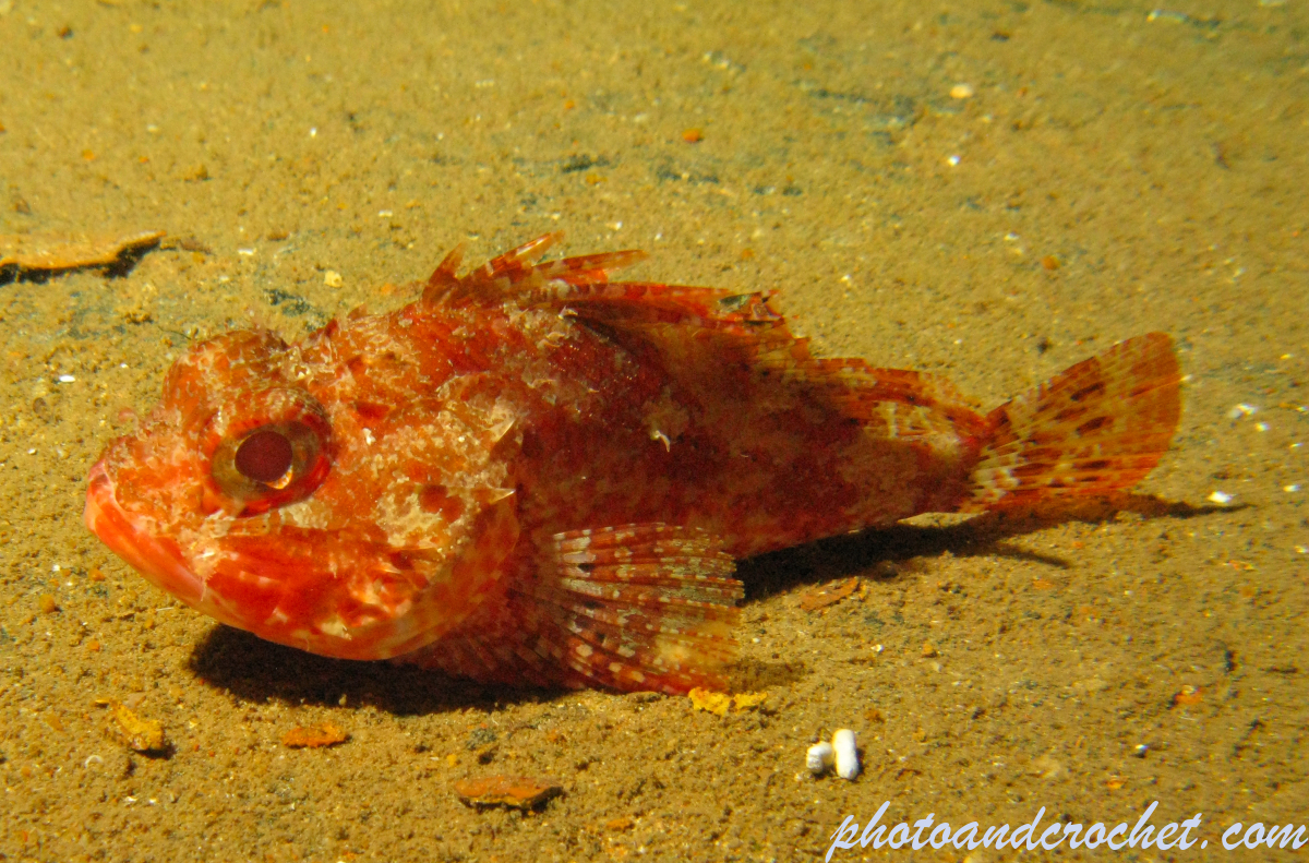 Scorpionfish - Image