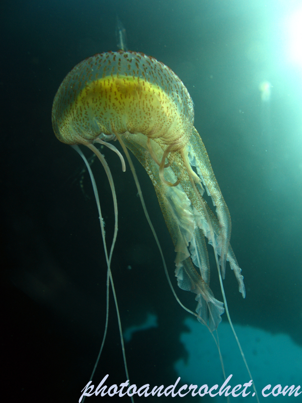 Cnidaria, Luminous Jellyfish - Image