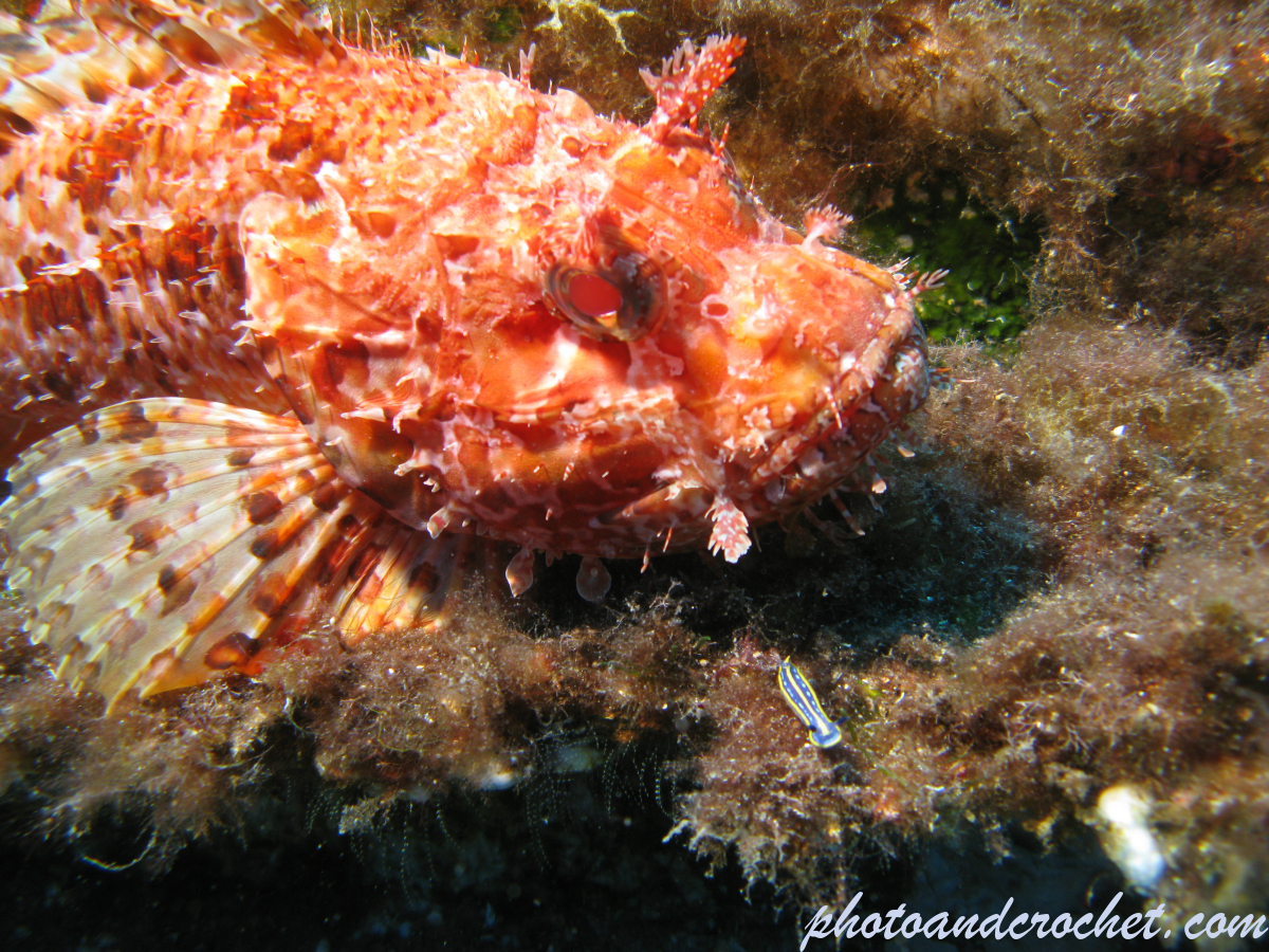Scorpionfish - Image