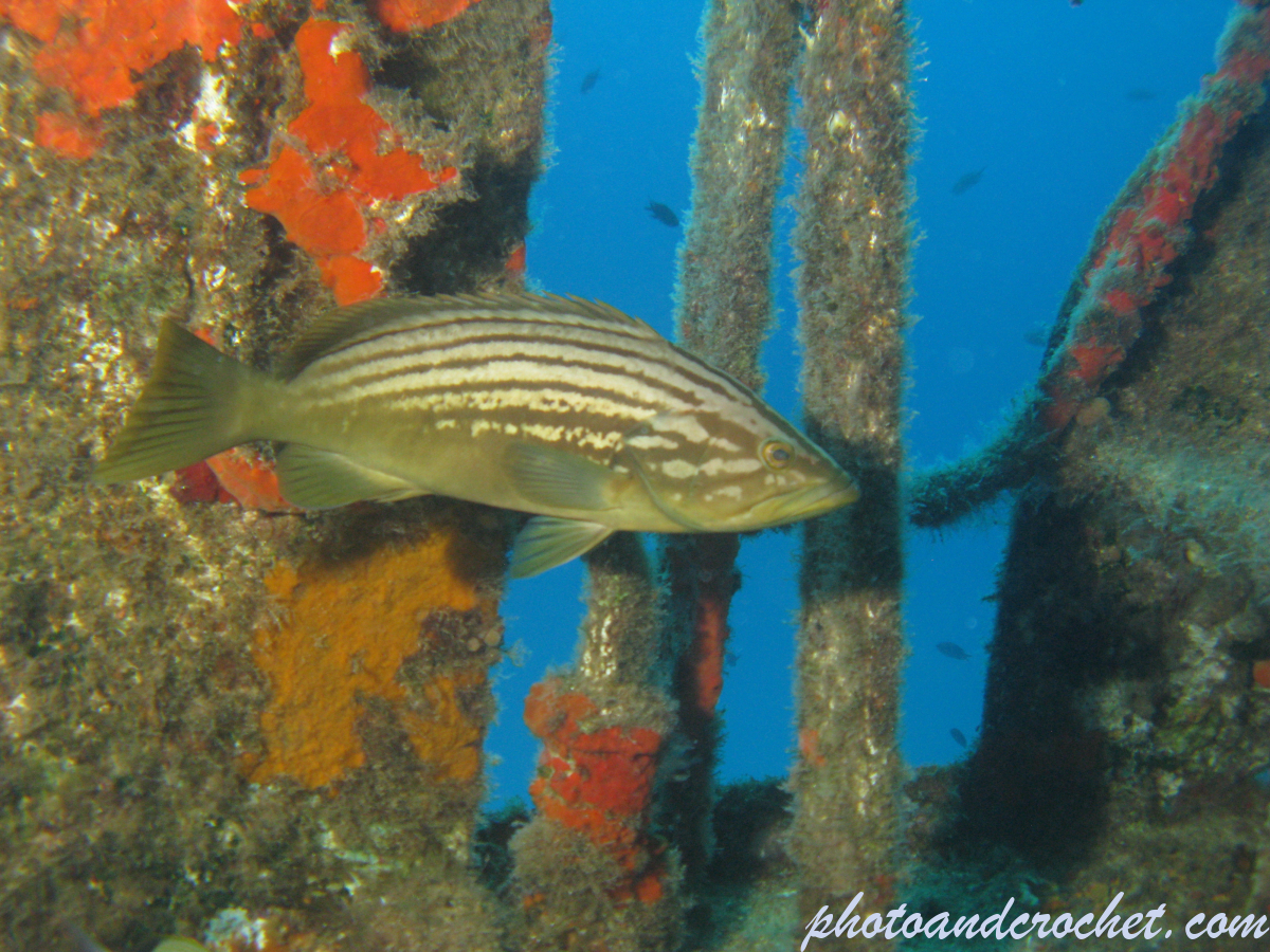 Goldblotch grouper - Image