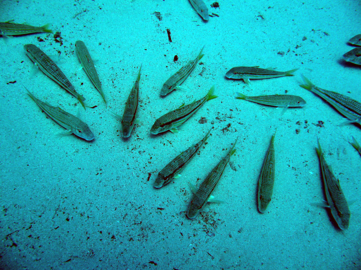 Striped Red Mullet - Image
