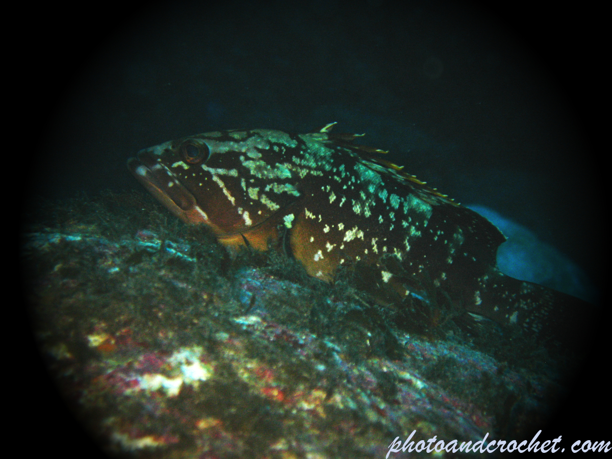 Grouper - Image