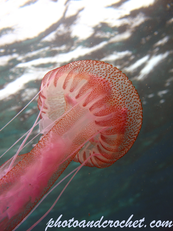 Cnidaria, Luminous Jellyfish - Image