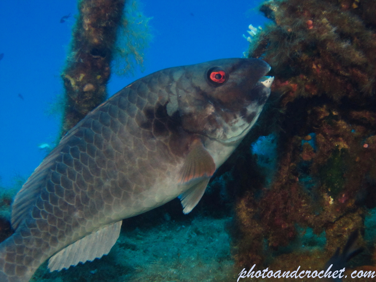 Parrotfish - Image