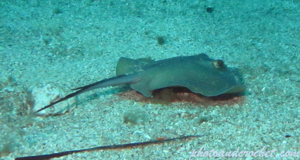 Stingray - Image