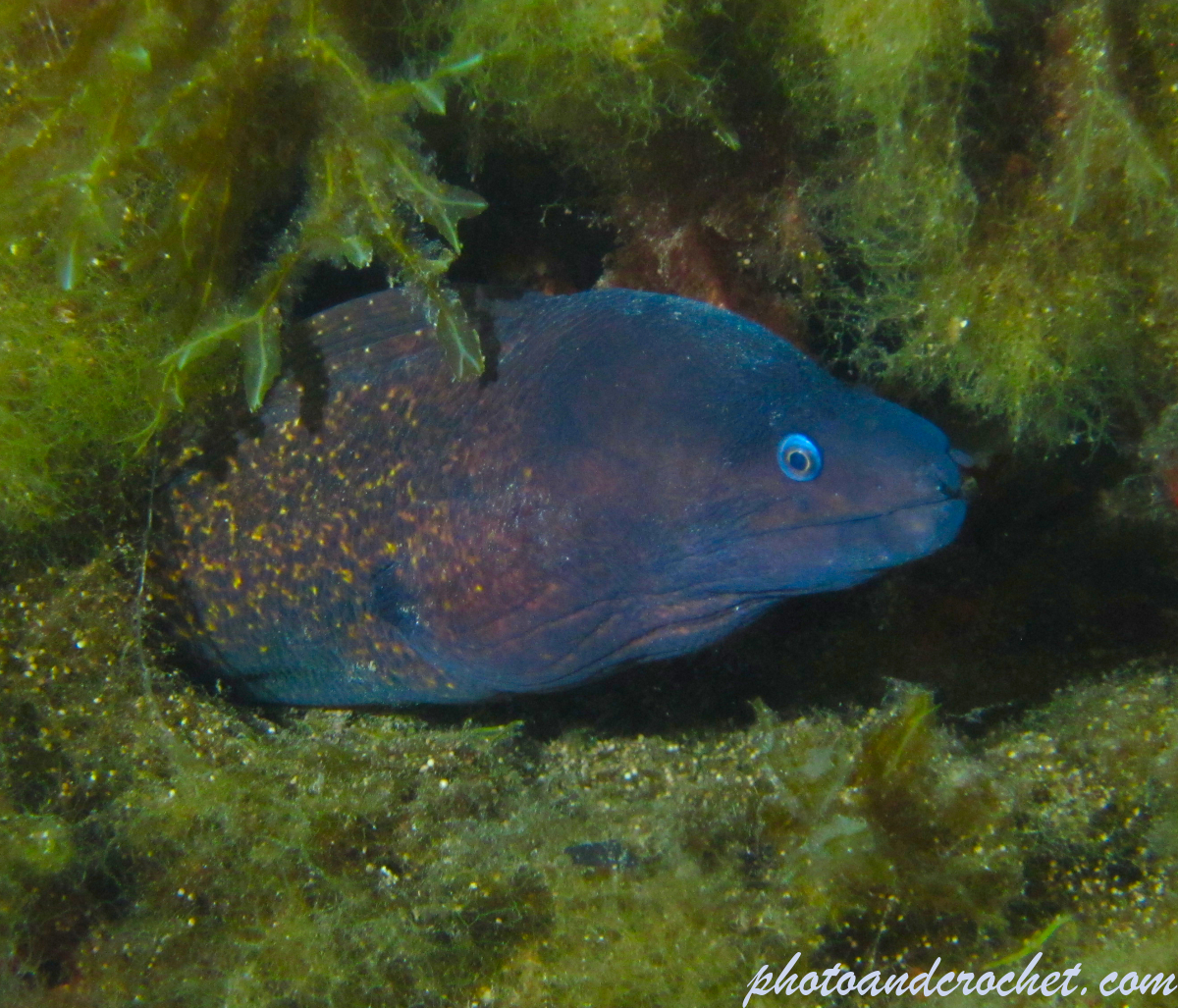 Moray Eel - image