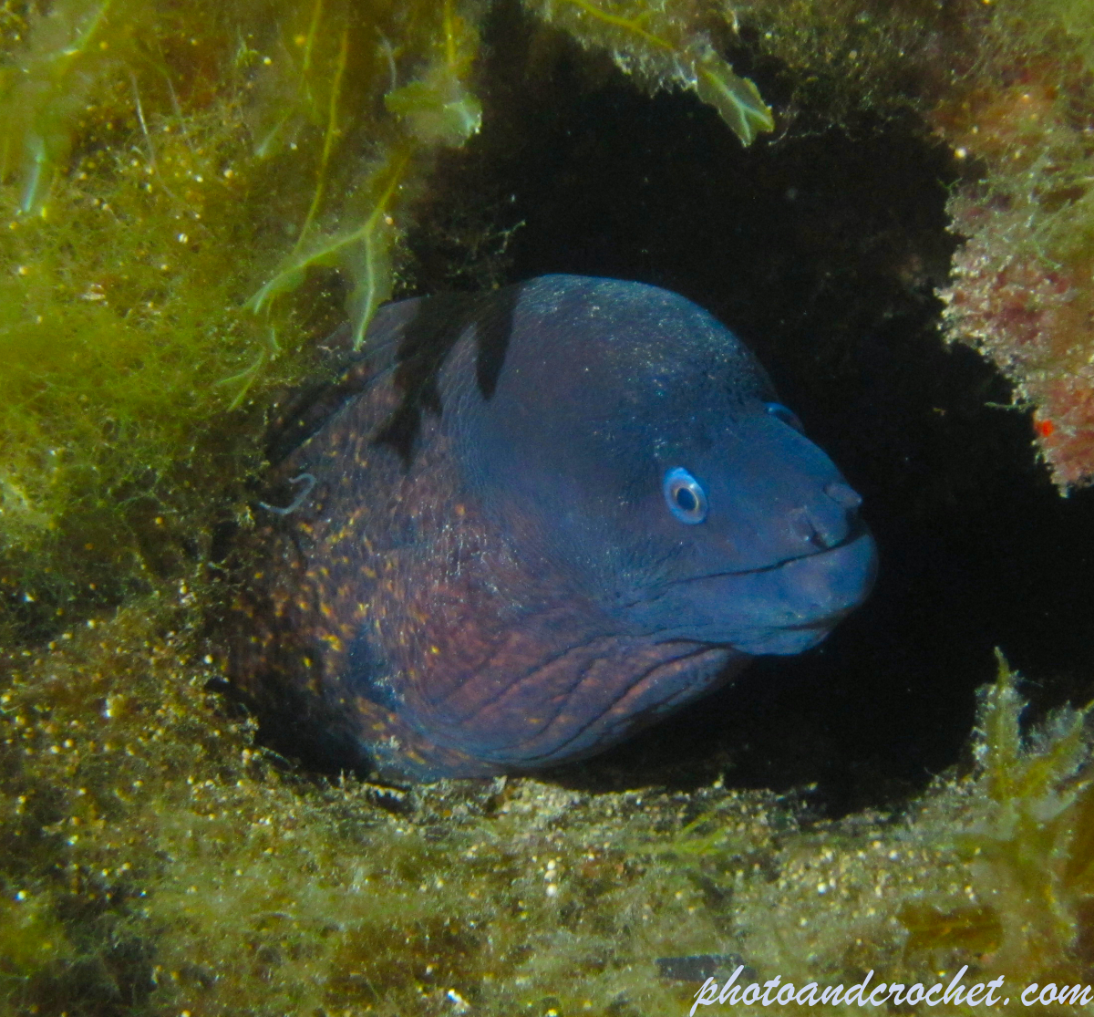 Moray Eel - image