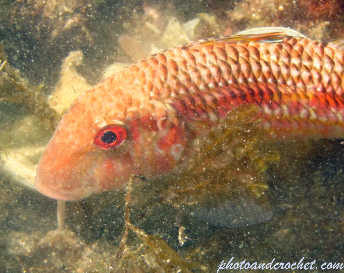 Striped Red Mullet - Image