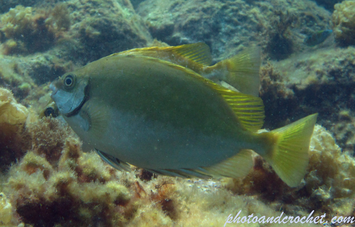 Rabbitfish - Image