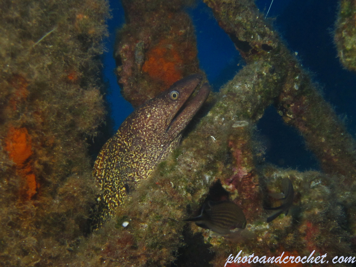 Moray Eel - image