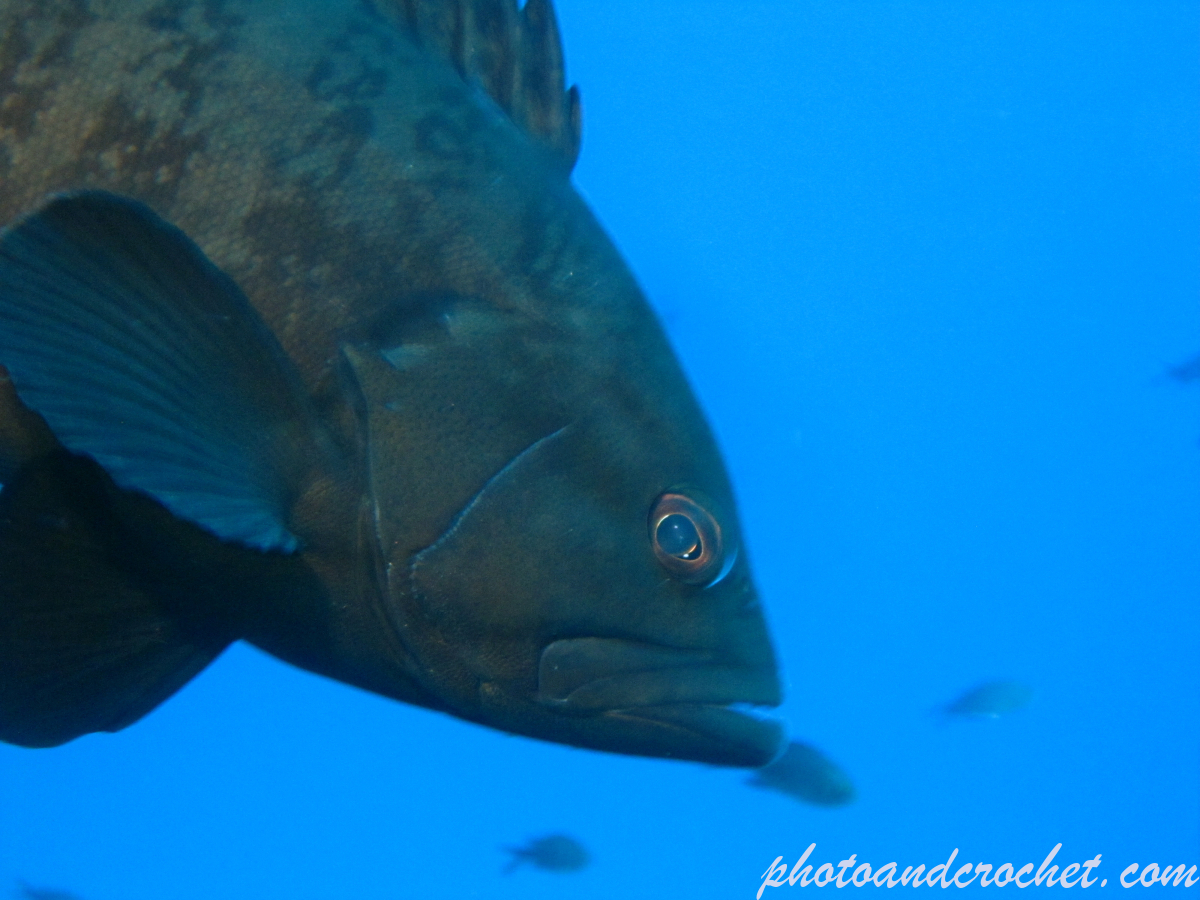 Grouper - Image