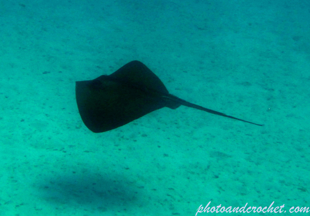 Stingray - Image