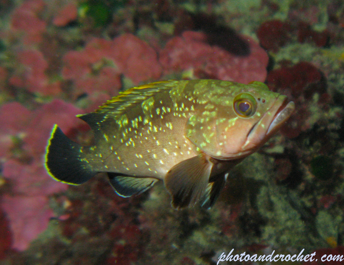 Grouper - Image