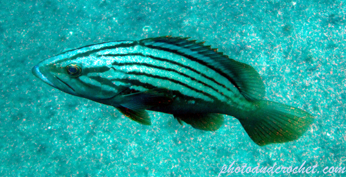 Goldblotch grouper - Image