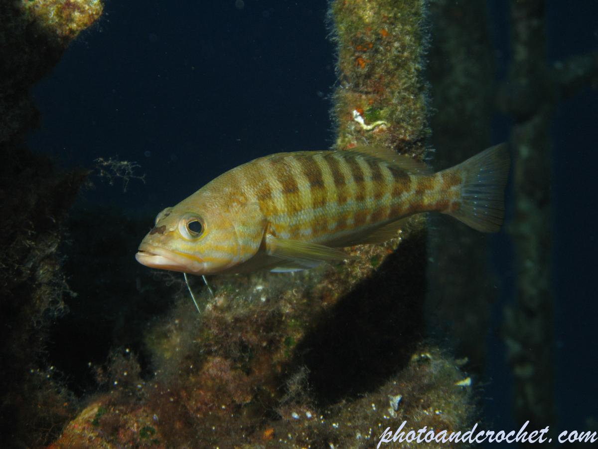 White grouper - Image