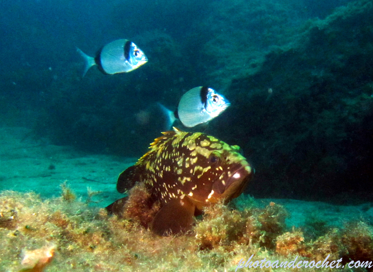 Grouper - Image