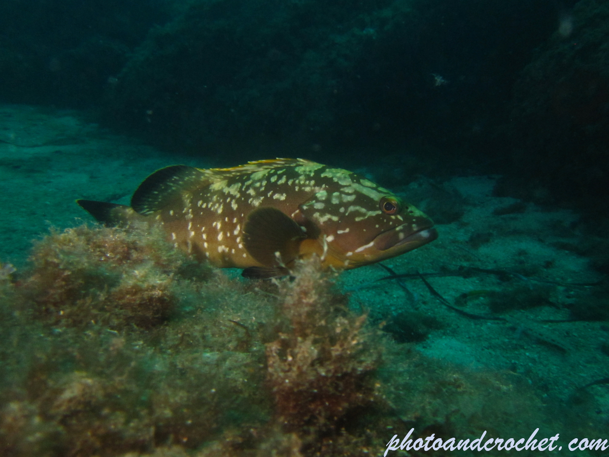 Grouper - Image