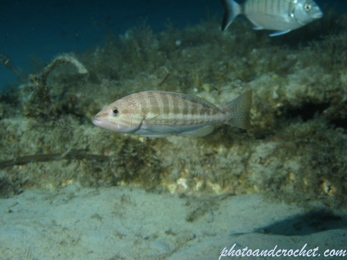 White grouper - Image