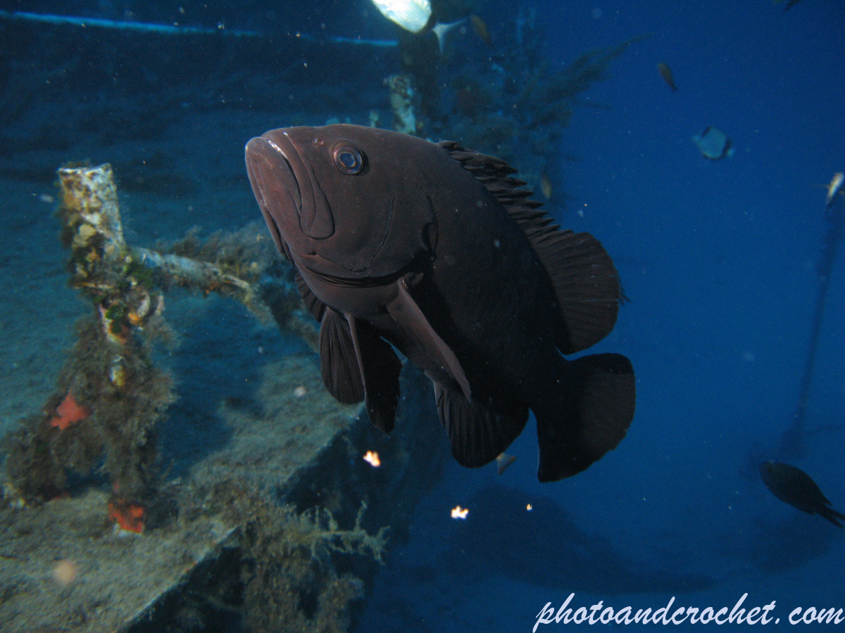 Grouper - Image