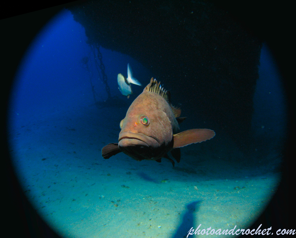 Grouper - Image