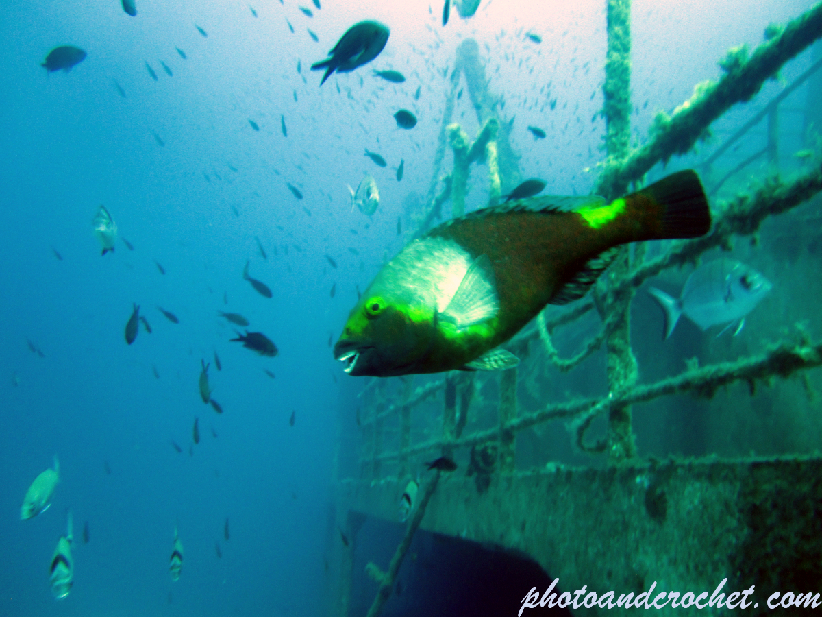 Parrotfish - Image