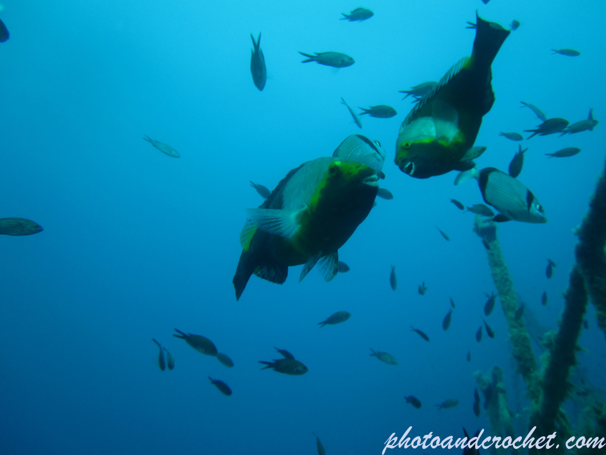 Parrotfish - Image