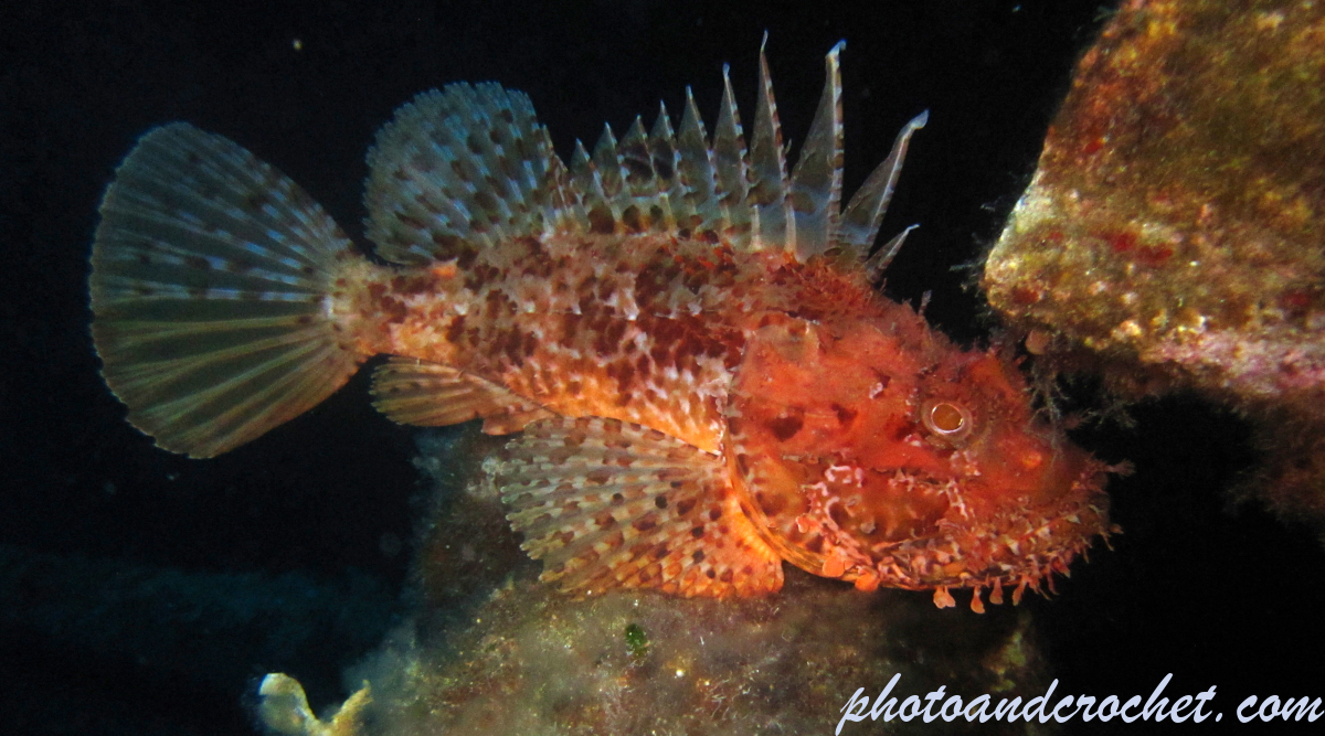 Scorpionfish - Image