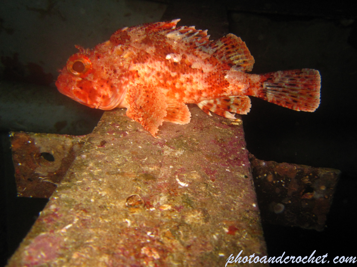 Black Scorpionfish - Image