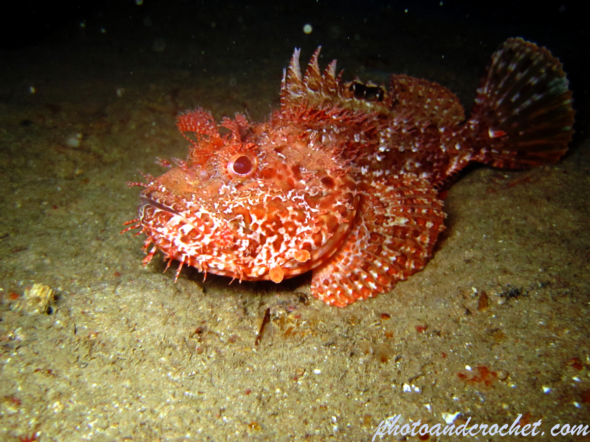 Scorpionfish - Image