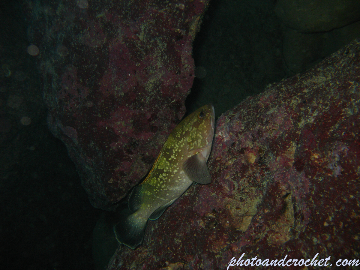 Grouper - Image