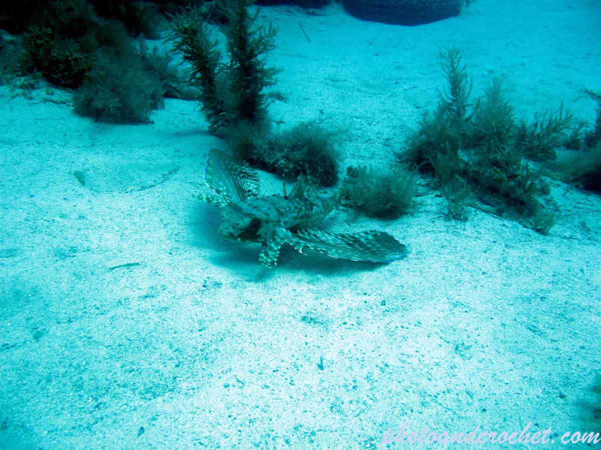 Flying Gurnard - Image