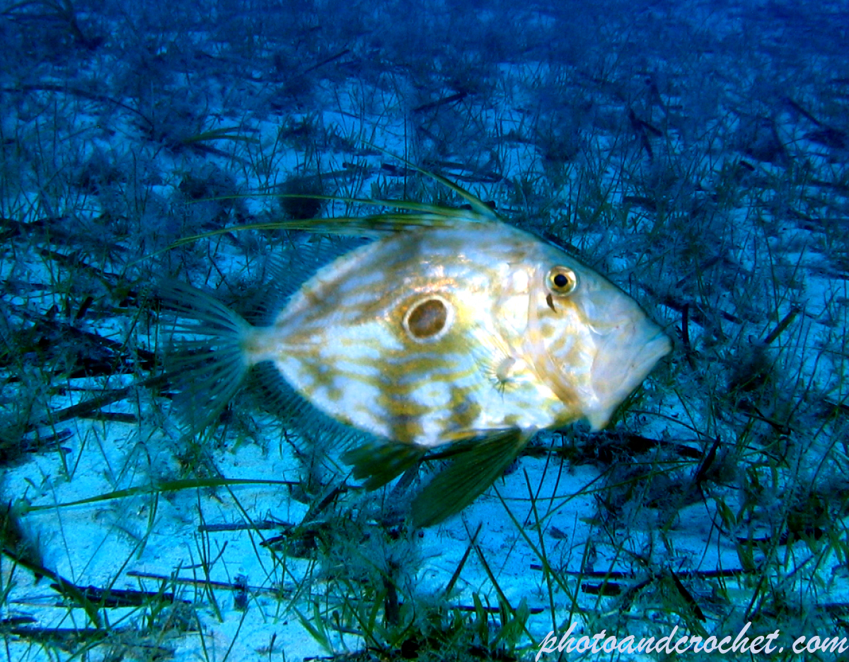 John Dory - Image