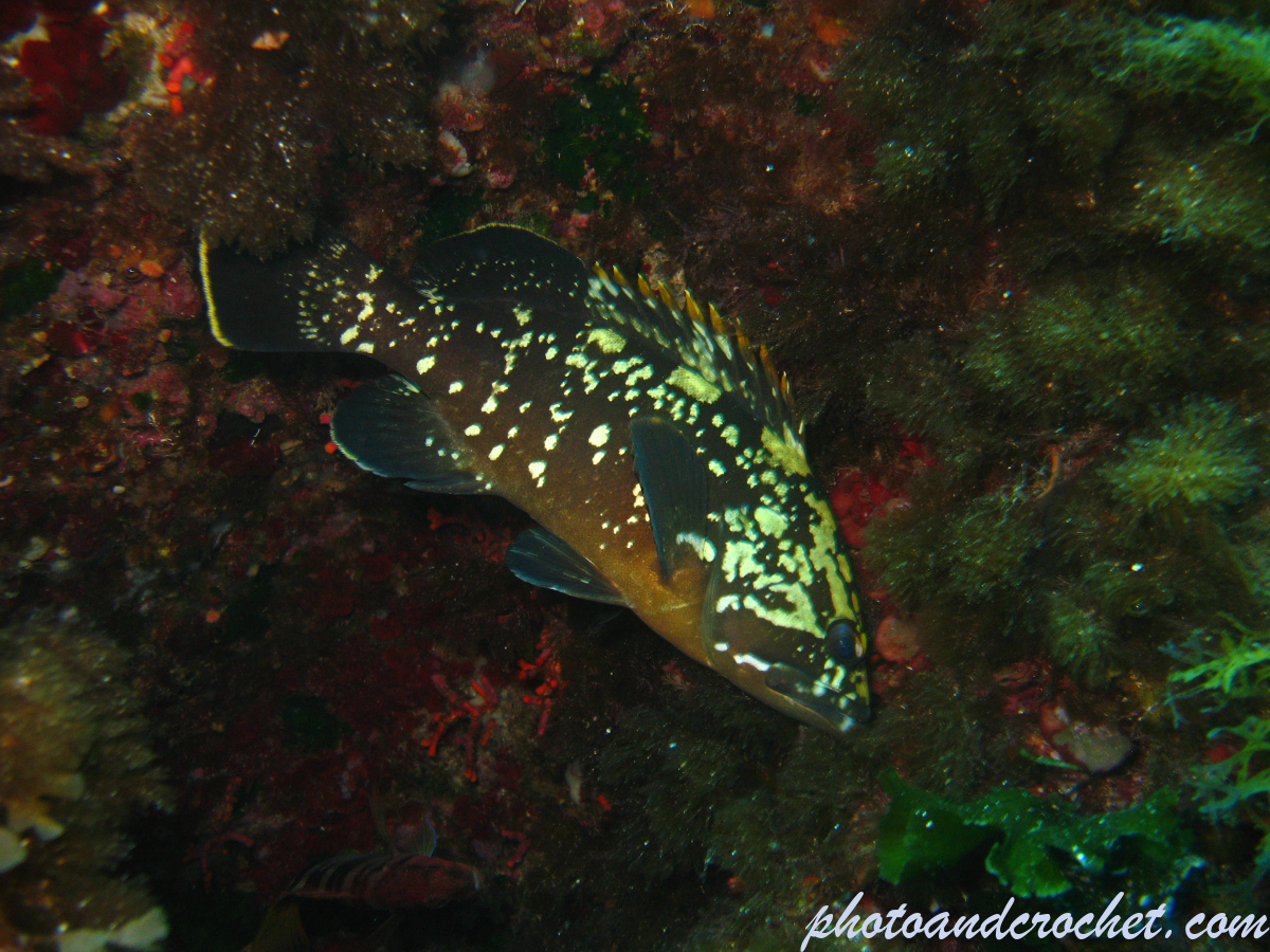 Grouper - Image